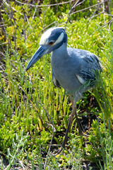 Blue Heron at Tiajuana Estuary 