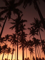 the sillhouette of coconut tree