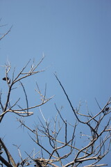 the death tree