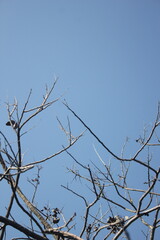the death tree