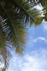 Fototapeta premium low angle view of coconut tree