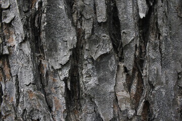 close up photo of textured tree bark