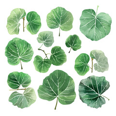 A watercolor painting of a set of fig leaves, isolated on a white background. Fig leaves vector.