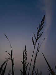 sillhouette wild grass