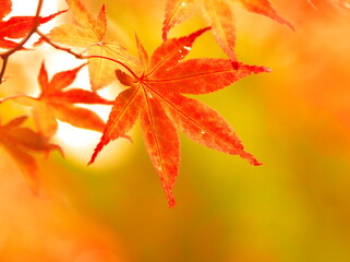 黄色く染まる晩秋の絶景