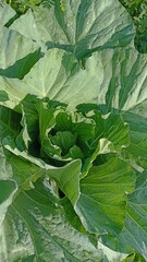 Cabbage is a biennial or perennial green or purple-leafed plant grown as a vegetable for its dense, leafy heads. Its scientific name is Brassica oleracea var. capitata.