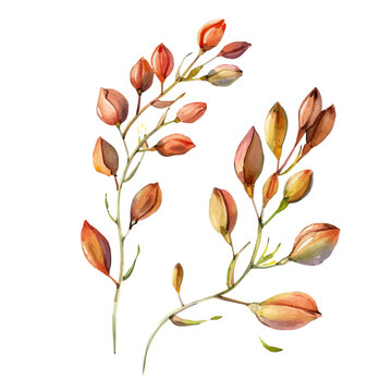 watercolor branches with orange buds clip art preview