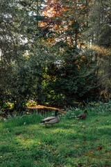 duck couple in the park