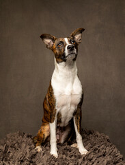 Beautiful dog in studio looking up into camera