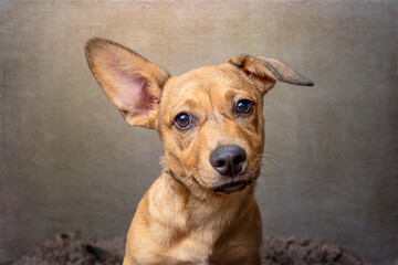 Obraz premium cute puppy looking into camera on brown background