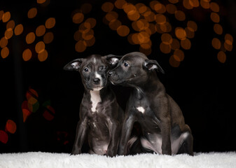 two puppies at night in front of Christmas lights