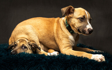 puppy is sitting on another and the second one not looking happy