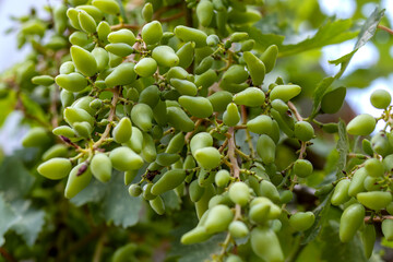 Bunch of green young grapes. Grape variety Lady's fingers. Shape of berries is oblong. Close-up. Grape bunch at stage of formation. Viticulture, growing grapes.