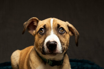 puppy looking into camera in studio with brown background