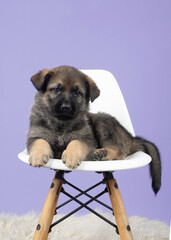German Shepherd puppy laying on white chair with purple studio background