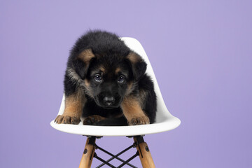 German Shepherd puppy on white chair with purple studio background looking adorable