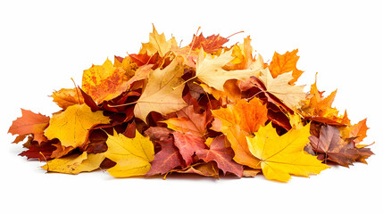 Autumn Maple Leaves Pile: A Vibrant Collection of Fall Foliage in Warm Hues on White Background