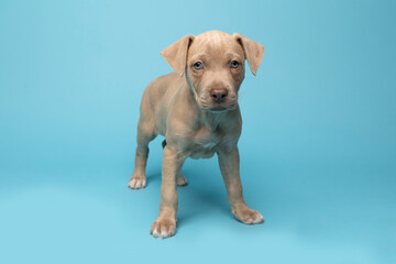 light grey puppy standing on blue background in studio
