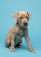 Fototapeta premium light grey puppy sitting on blue studio background