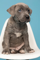 Grey puppy on white chair with blue background looking right