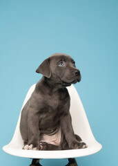 grey puppy looking sideways on white chair on blue background