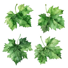 A watercolor drawing of a set of grapevine leaves, isolated on a white background. Grapevine leaves vector.