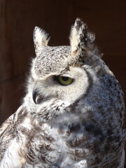 great horned owl - Grand-duc d'Amérique