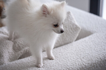 Fototapeta premium A fluffy white puppy exploring a cozy living room while perched on a soft textured couch in bright daylight