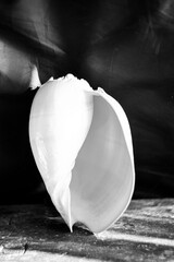 A black and white photograph of a chambered nautilus shell (Nautilus pompilius) shows a beautiful spiral pattern. High quality photo