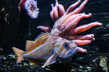 Sebastes ruberrimus, sea bass and sea anemones