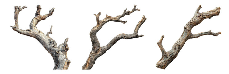 PNG Unique Twisting Branches for Natural Design Projects. Isolated on transparent background