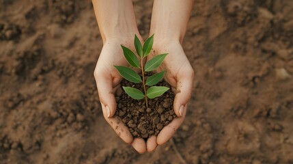 Nurture the future how caring for a plant can transform our environment and boost sustainability efforts