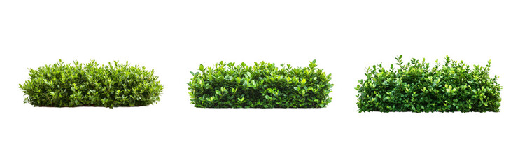 Obraz premium PNG Lush Green Bushes for Landscapes or Gardens. Isolated on transparent background
