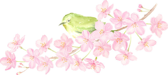桜の枝にとまるメジロの水彩イラスト