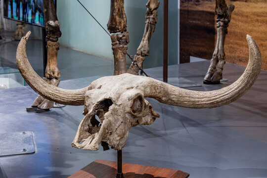 Bandung Indonesia 2nd Nov 2024: the fossil of Dubois' buffalo (Bibos paleojavanicus) in Museum Geologi. It is an extinct species of buffalo that once inhabited Java.