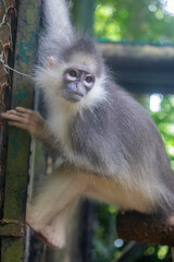 The Mitered Langur (Presbytis mitrata) is a slender, medium-sized primate native to the rainforests of Sumatra, Indonesia. It is known for its distinctive white 