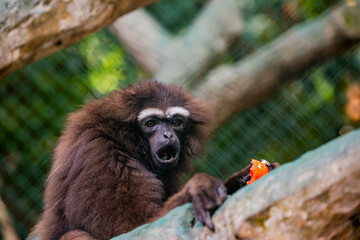 The agile gibbon (Hylobates agilis)  is an Old World primate, and is a part of the gibbon family....