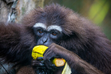 The agile gibbon (Hylobates agilis)  is an Old World primate, and is a part of the gibbon family. It is native to Indonesia, specifically, on the island of Sumatra.