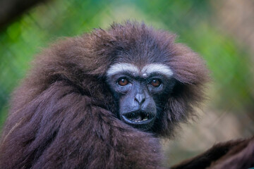 The agile gibbon (Hylobates agilis)  is an Old World primate, and is a part of the gibbon family....