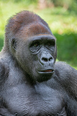 The western lowland gorilla from Ragunan zoo Indoensia.
It is one of two subspecies of the western gorilla that lives in montane, primary and secondary forests and lowland swamps in central Africa.