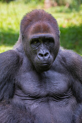 The western lowland gorilla from Ragunan zoo Indoensia.
It is one of two subspecies of the western gorilla that lives in montane, primary and secondary forests and lowland swamps in central Africa.