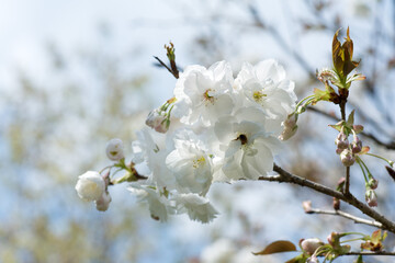 太白と言う種類の桜