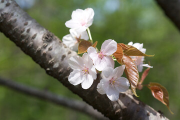 山道沿いに美しい桜が咲く