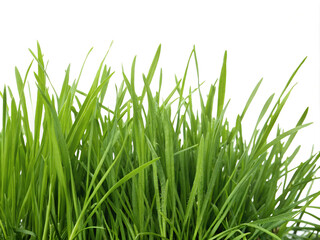 Fototapeta premium green grass isolated on white background. grass, nature, isolated, spring, plant, lawn, white, summer, field, meadow, fresh, growth, grow, season, green, environment, macro, garden, bright, wheat, clo