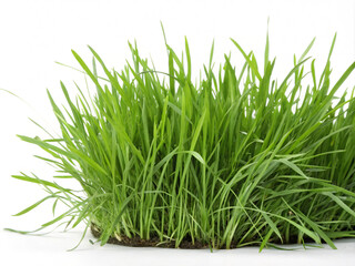 Obraz premium green grass isolated on white background. grass, plant, isolated, nature, spring, white, fresh, food, herb, leaf, growth, wheat, pot, agriculture, healthy, onion, lawn, organic, green, field, grow, cl