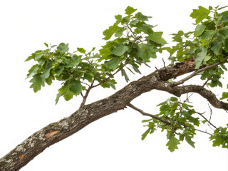Fototapeta premium green oak tree. tree, leaf, isolated, plant, nature, branch, spring, leaves, white, foliage, growth, flower, summer, forest, sky, bonsai, twig, botany, garden, blossom, sapling, green, oak, environmen