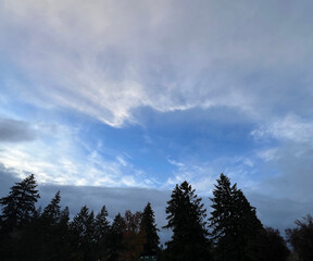 Blue Sky With Clouds and Pine Trees