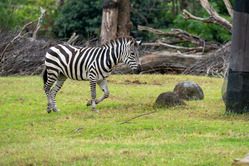 走り出すグラントシマウマ