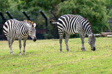 食事中の2頭のグラントシマウマ