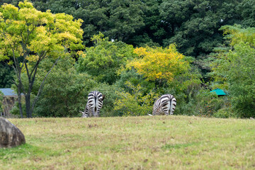 かわいい2頭のグラントシマウマのお尻